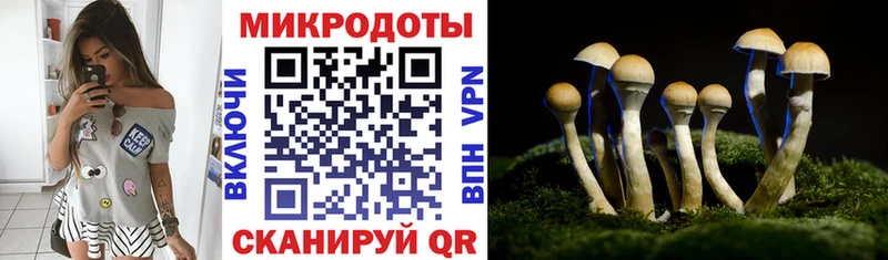 продажа наркотиков  Сясьстрой  Псилоцибиновые грибы GOLDEN TEACHER 